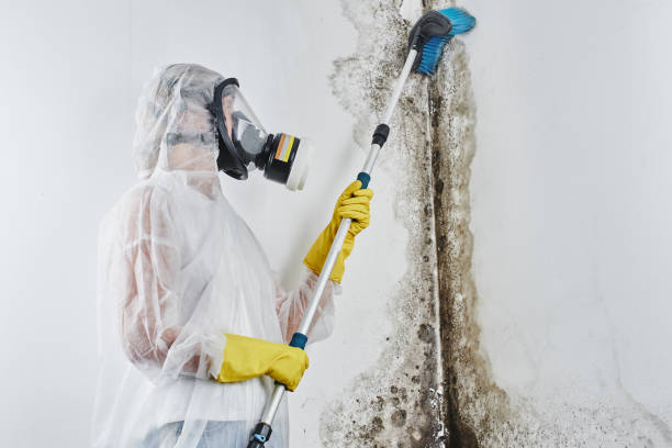 Best HVAC Mold Remediation in Cudjoe Key, FL